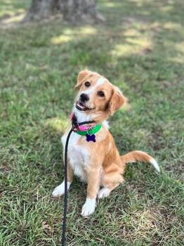 Daisy -  Golden Retriever and Mixed Breed Dog for Adoption in Aiken, South Carolina - Daisy | PetCurious