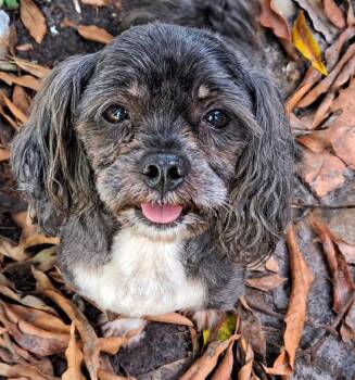 TIGER -  Mixed Breed and Shih Tzu Dog for Adoption in Palm City, Florida - TIGER | PetCurious