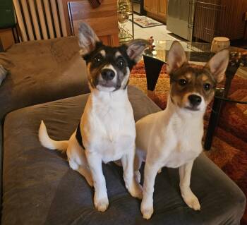 Rat Terrier and Terrier Dogs Available for Adoption in New York, New York - Belmont  | PetCurious