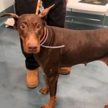 7931 Bambi -  Doberman Pinscher Dog for Adoption in Sandown, New Hampshire - 7931 Bambi | PetCurious