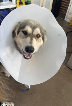 TACO -  Mixed Breed Dog for Adoption in Dallas, Texas - TACO | PetCurious