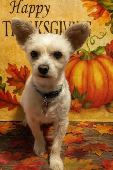 Rescue Terrier Dogs for Adoption in Ssl, Utah - Nimbus | PetCurious