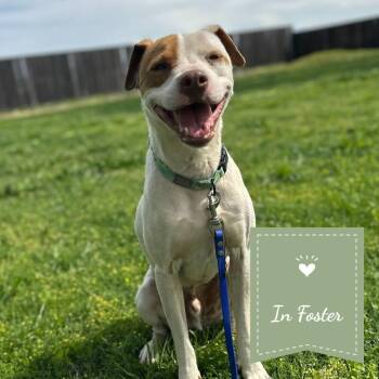 Gunner -  Pointer and Hound Dog for Adoption in St. Augustine, Florida - Gunner | PetCurious