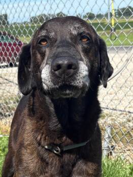 Peter -  Labrador Retriever Dog for Adoption in Hartford City, Indiana - Peter | PetCurious