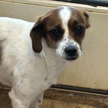 Wishbone -  Jack Russell Terrier and Beagle Dog for Adoption in Rockville, Maryland - Wishbone | PetCurious