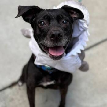 Rescue Terrier Dogs for Adoption in Naperville, Illinois - Keiko | PetCurious