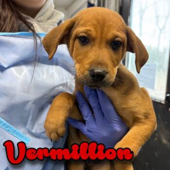 Rescue Beagle and Redbone Coonhound Dogs for Adoption in Hillsboro, Ohio - Vermillion | PetCurious
