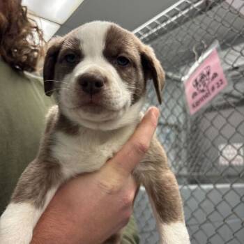 Rescue Mixed Breed Dogs for Adoption in Enfield, New Hampshire - Chip | PetCurious