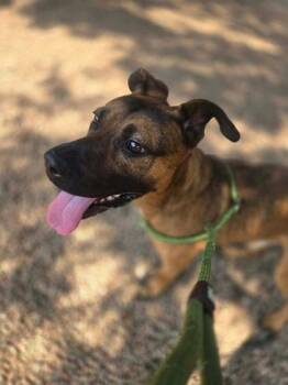 Ralph -  Mixed Breed Dog for Adoption in Canon City, Colorado - Ralph | PetCurious