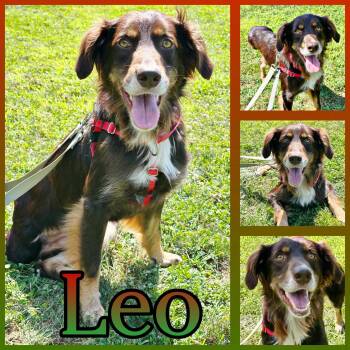 Leo -  Australian Shepherd Dog for Adoption in Hatfield, Pennsylvania - Leo | PetCurious