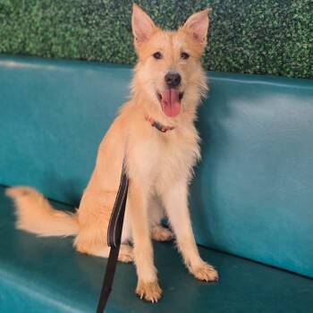 Mixed Breed Dogs Available for Adoption - Skittles | PetCurious