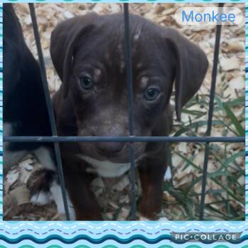 Rescue Pit Bull Terrier and Labrador Retriever Dogs for Adoption in Jena, Louisiana - Monkee | PetCurious