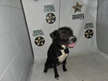 A1275679 -  Labrador Retriever and Mixed Breed Dog for Adoption in Winter Haven, Florida - A1275679 | PetCurious