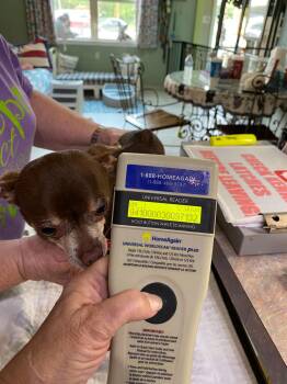 Banyan (NOT YET AVAILABLE) -  Chihuahua Dog Available for Adoption in Benton, Louisiana - Banyan (NOT YET AVAILABLE) | PetCurious