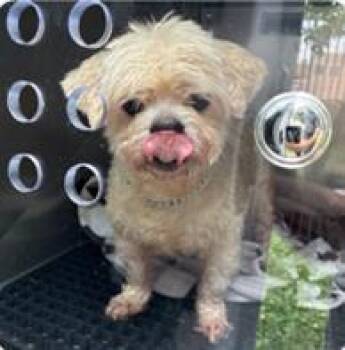 Eddie Murphy -  Mixed Breed Dog for Adoption in West Chester, Pennsylvania - Eddie Murphy | PetCurious