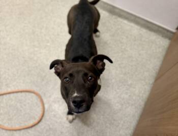 Pit Bull Terrier and Mixed Breed Dogs Available for Adoption in Loveland, Colorado - FIRESTONE | PetCurious