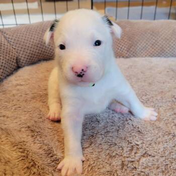 Barnaby -  Labrador Retriever and Mixed Breed Dog for Adoption in Austin, Texas - Barnaby | PetCurious
