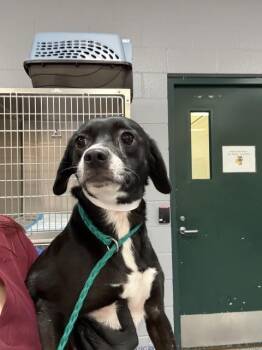 OREO -  Chihuahua and Mixed Breed Dog for Adoption in Thousand Palms, California - OREO | PetCurious