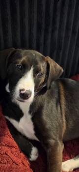 Labrador Retriever and Hound Dogs Available for Adoption in Manchester Township, New Jersey - Daisy | PetCurious