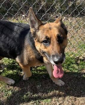 Rosie 1312-25 -  German Shepherd Dog and Mixed Breed Dog for Adoption in Cumming, Georgia - Rosie 1312-25 | PetCurious