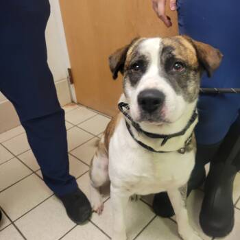 Rescue Mixed Breed Dogs for Adoption in Charleston, West Virginia - Gideon | PetCurious