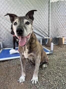 Zeus -  Pit Bull Terrier Dog for Adoption in Moriarty, New Mexico - Zeus | PetCurious