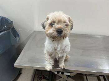 MARINA -  Shih Tzu and Mixed Breed Dog for Adoption in Grand Prairie, Texas - MARINA | PetCurious