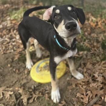 Rescue Mixed Breed Dogs for Adoption in Baldwin, Maryland - Simba | PetCurious