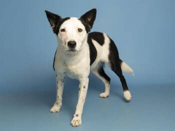 Australian Cattle Dog Blue Heeler Dogs Available for Adoption in Phoenix, Arizona - MAGGIE | PetCurious