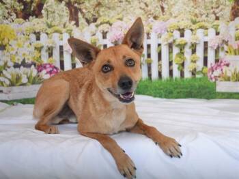 Australian Cattle Dog Blue Heeler and Mixed Breed Dogs Available for Adoption - BRUTUS | PetCurious