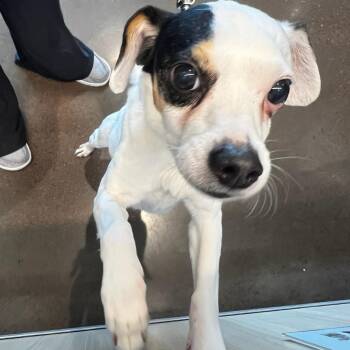 Mixed Breed Dogs Available for Adoption in Chattanooga, Tennessee - Skipper | PetCurious