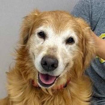 Darrin -  Golden Retriever Dog for Adoption in Los Angeles, California - Darrin | PetCurious