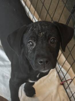 Sable -  Labrador Retriever Dog for Adoption in Pawleys Island, South Carolina - Sable | PetCurious