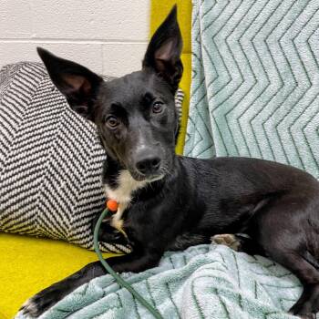Terrier and Mixed Breed Dogs Available for Adoption in Lyndhurst, Virginia - Sprout | PetCurious