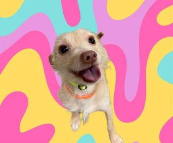 BLIPPI -  Chihuahua Dog for Adoption in Auburn, California - BLIPPI | PetCurious
