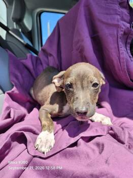 BRANDY -  American Staffordshire Terrier Dog for Adoption in San Antonio, Texas - BRANDY | PetCurious