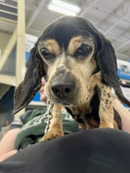 Beagle Dogs Available for Adoption - Delilah | PetCurious