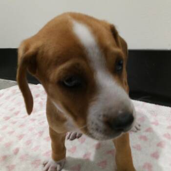 Keanu -  Husky and Beagle Dog for Adoption in Tampa, Florida - Keanu | PetCurious