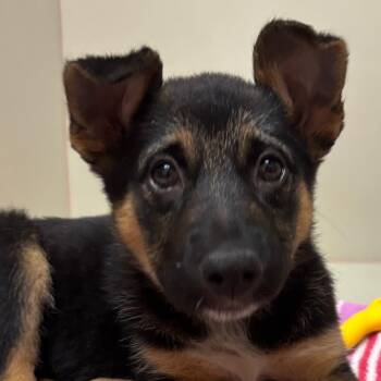 Bonaire 54109 -  German Shepherd Dog and Mixed Breed Dog for Adoption in Las Vegas, Nevada - Bonaire 54109 | PetCurious