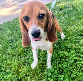 Ella -  Beagle Dog for Adoption in Rockwell City, Iowa - Ella | PetCurious