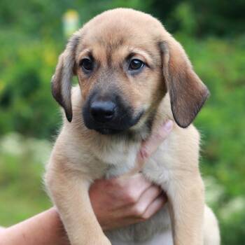 CT Kevin -  Shepherd and Mixed Breed Dog for Adoption in Stormville, New York - CT Kevin | PetCurious