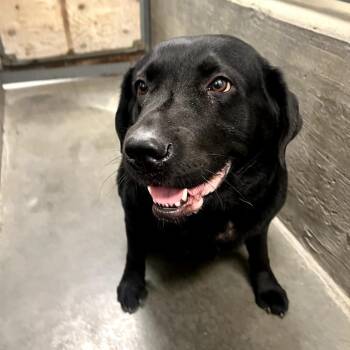 Black Labrador Retriever Dogs Available for Adoption in Tacoma, Washington - Buck | PetCurious