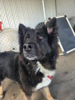 Kona -  Mixed Breed Dog for Adoption in Jamestown, North Dakota - Kona | PetCurious
