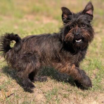 Terrier and Mixed Breed Dogs Available for Adoption in Griswold, Connecticut - Chocalatte | PetCurious
