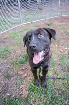 Potato -  Chocolate Labrador Retriever Dog for Adoption in Floyd, Virginia - Potato | PetCurious
