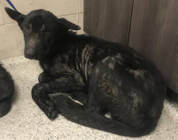 A431020 -  German Shepherd Dog Dog for Adoption in Conroe, Texas - A431020 | PetCurious