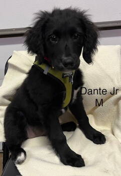 Rescue Retriever Dogs for Adoption in Hillside, Illinois - Dante Jr | PetCurious