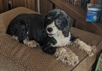 Rescue Cocker Spaniel Dogs for Adoption in Parker, Colorado - Leia NM 23032 | PetCurious