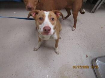 Pit Bull Terrier Dogs Available for Adoption in Marietta, Georgia - Diamond (48) | PetCurious