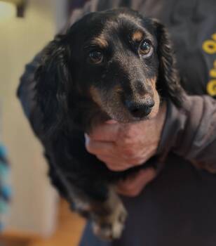 Rescue Dachshund Dogs for Adoption in Portland, Oregon - Daisy (COMING SOON) | PetCurious